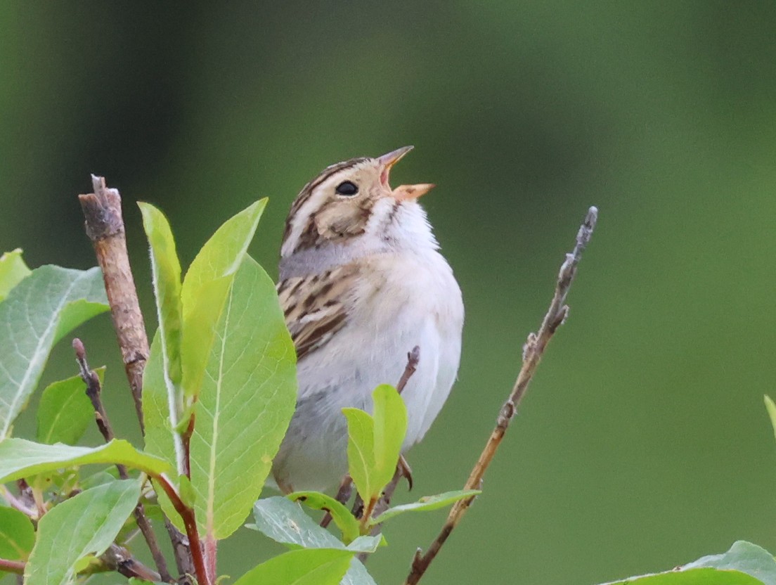 Clay-colored Sparrow - ML585907411