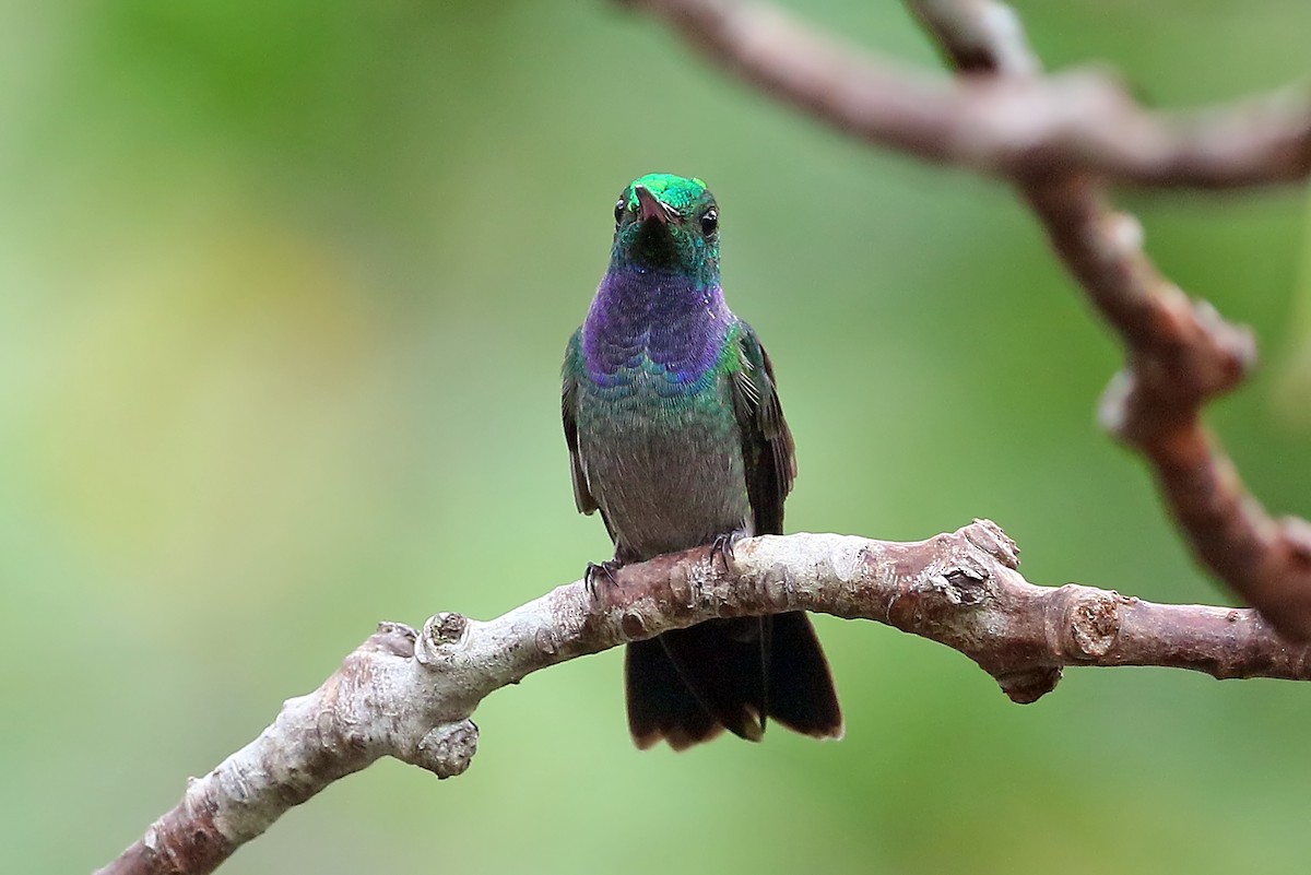 Blue-chested Hummingbird - ML585910311