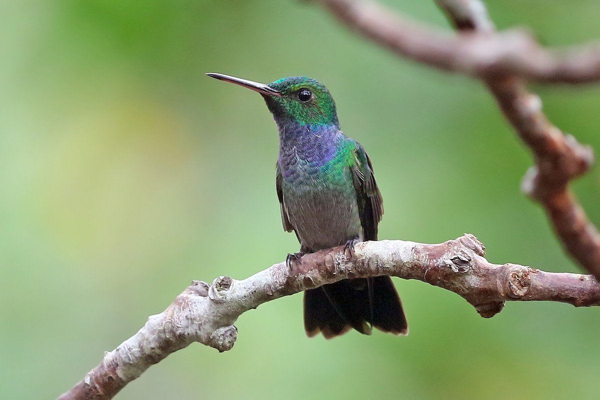 Blue-chested Hummingbird - ML585910351