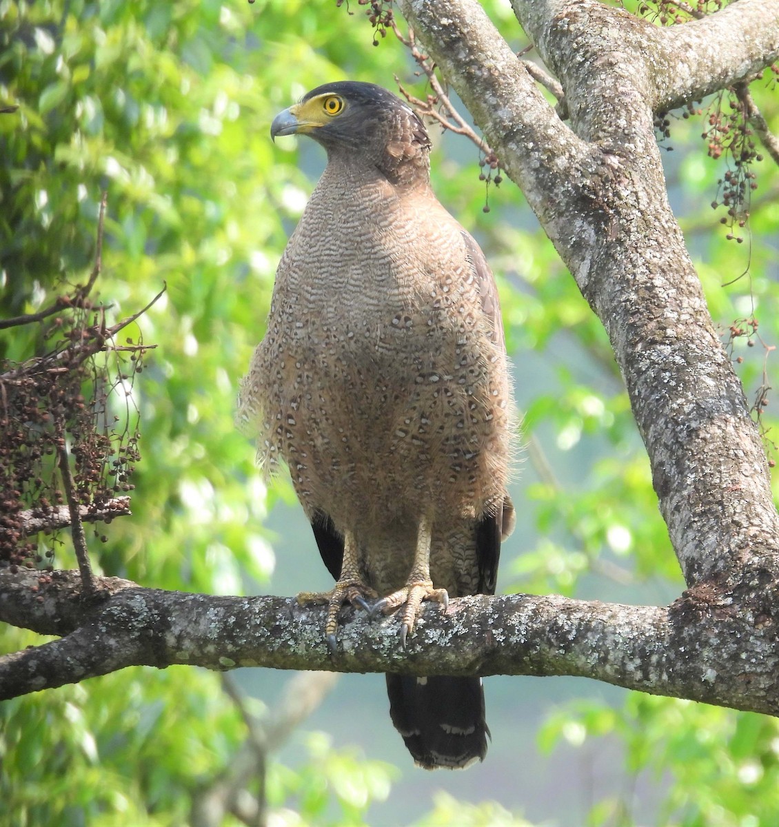 Crested Serpent-Eagle - ML585916401