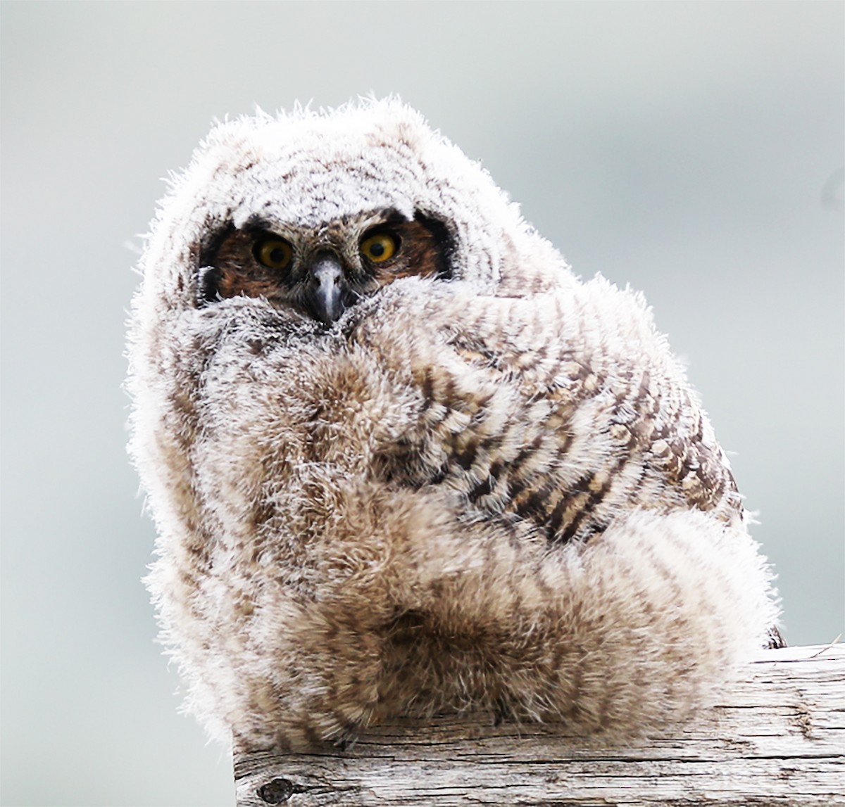 Great Horned Owl - ML58591771