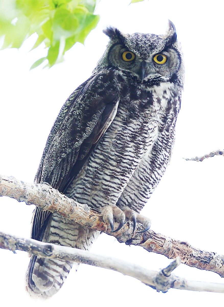 Great Horned Owl - ML58591781