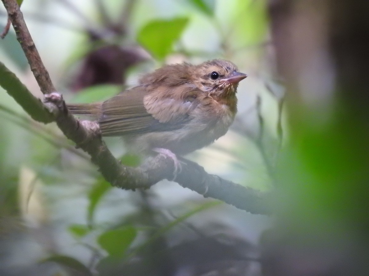 North Carolina Bird Atlas Checklist Jun Pisgah Nf Huntfish Falls Species