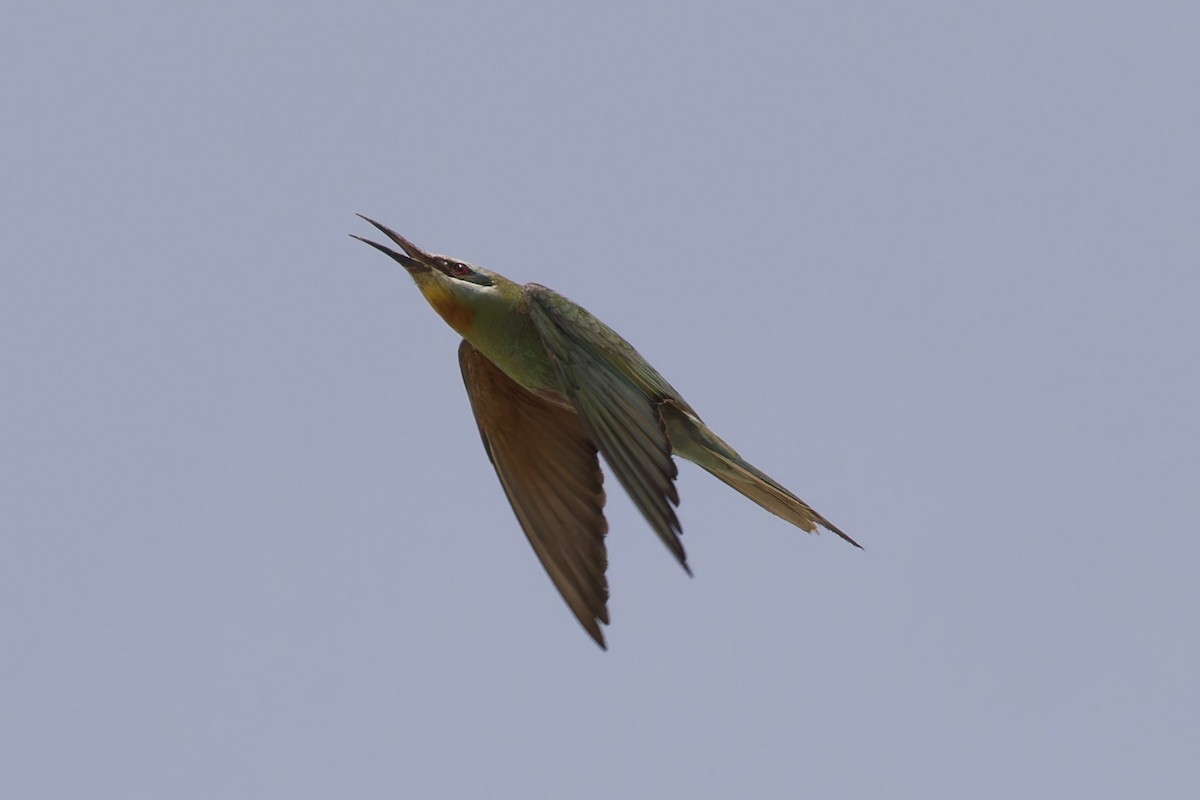 Blue-cheeked Bee-eater - ML585925691