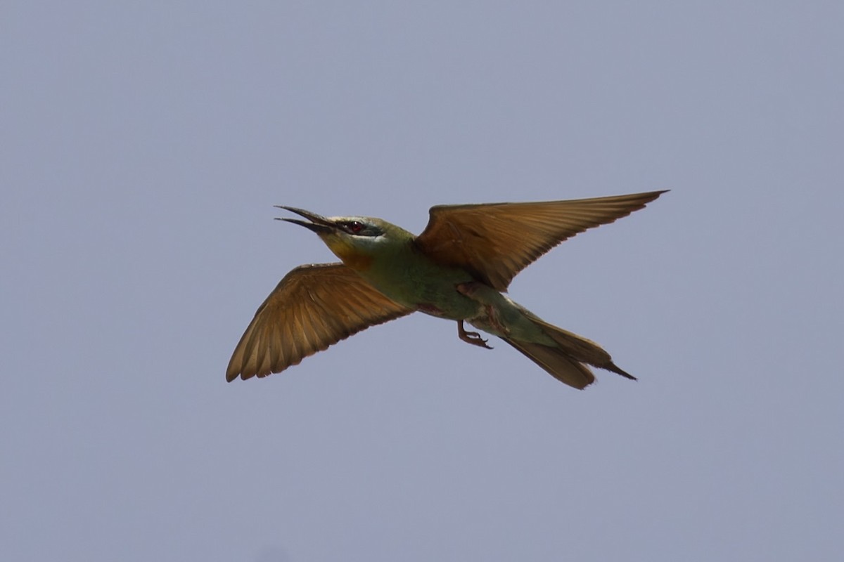 Blue-cheeked Bee-eater - ML585925821