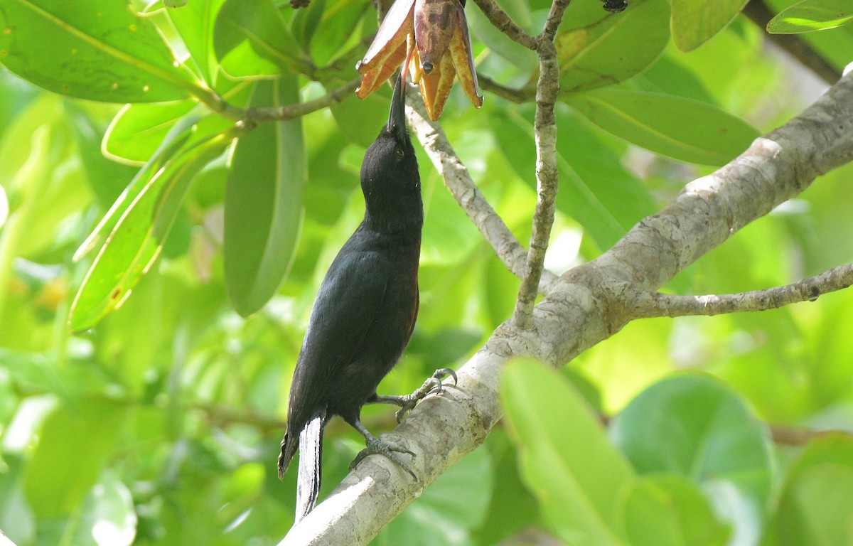 Guadeloupe Woodpecker - ML585925891
