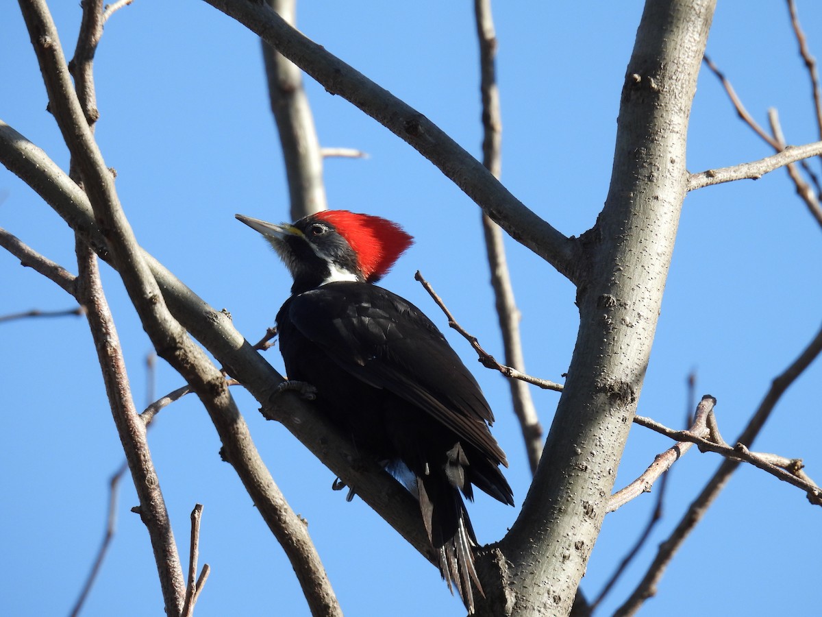 Black-bodied Woodpecker - ML585926351
