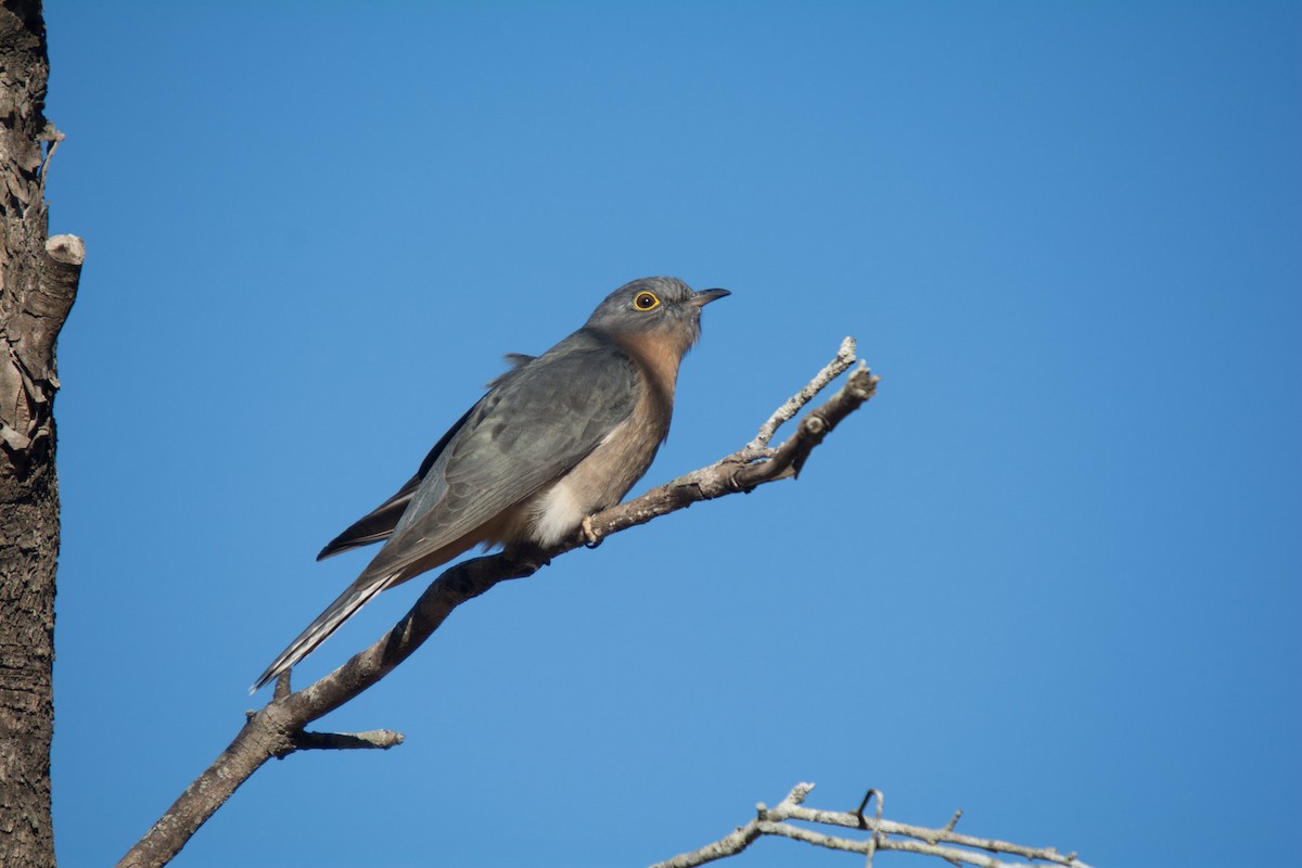 Fan-tailed Cuckoo - ML58592821