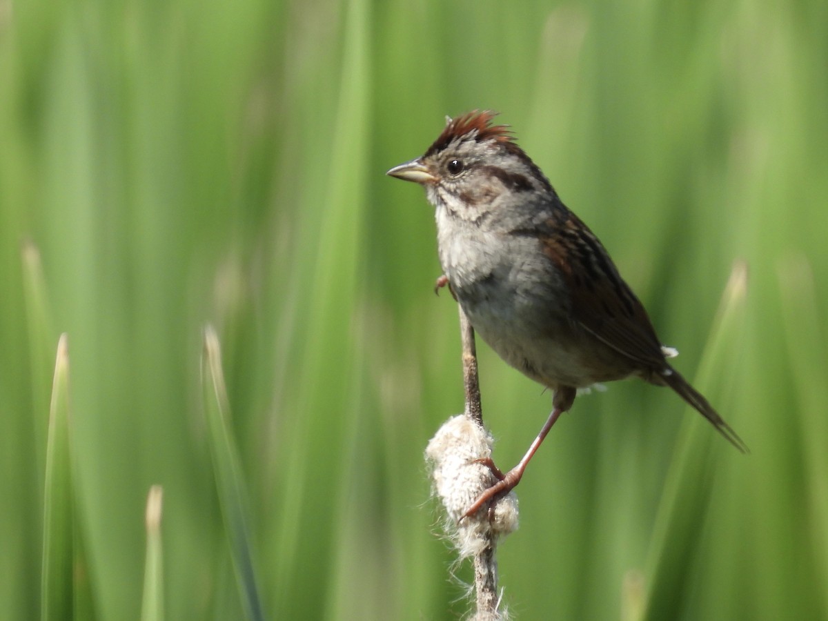 Swamp Sparrow - ML585929111