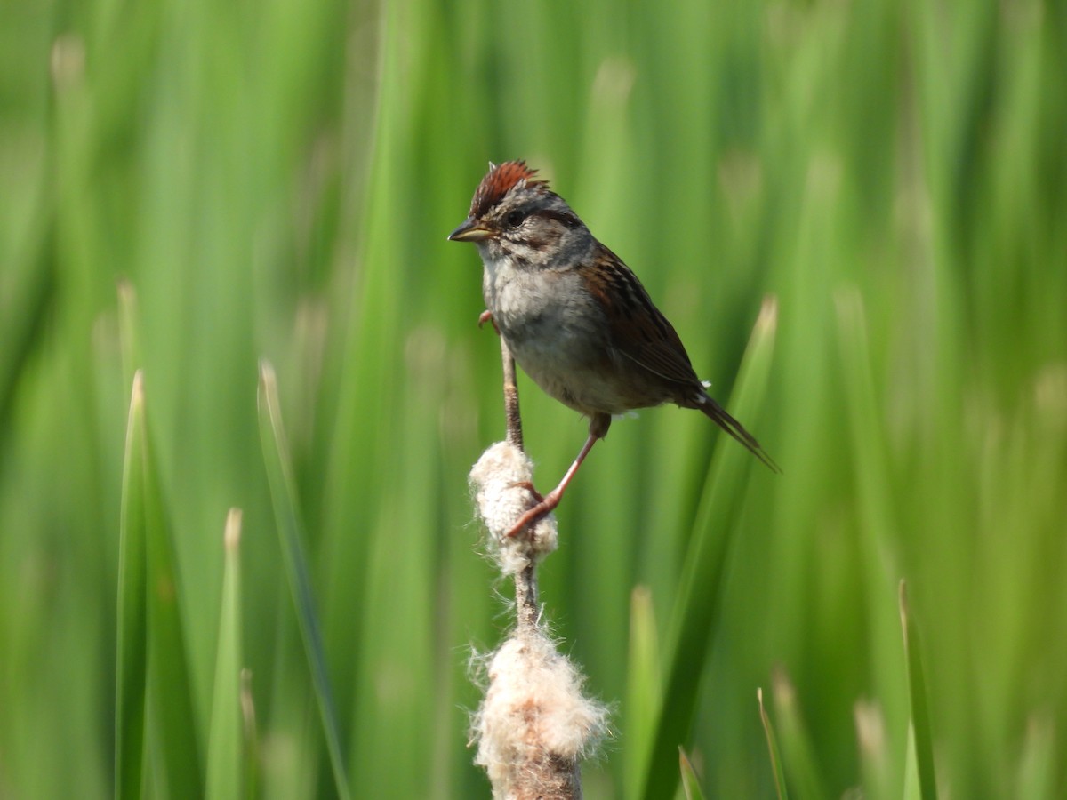 Swamp Sparrow - ML585929121