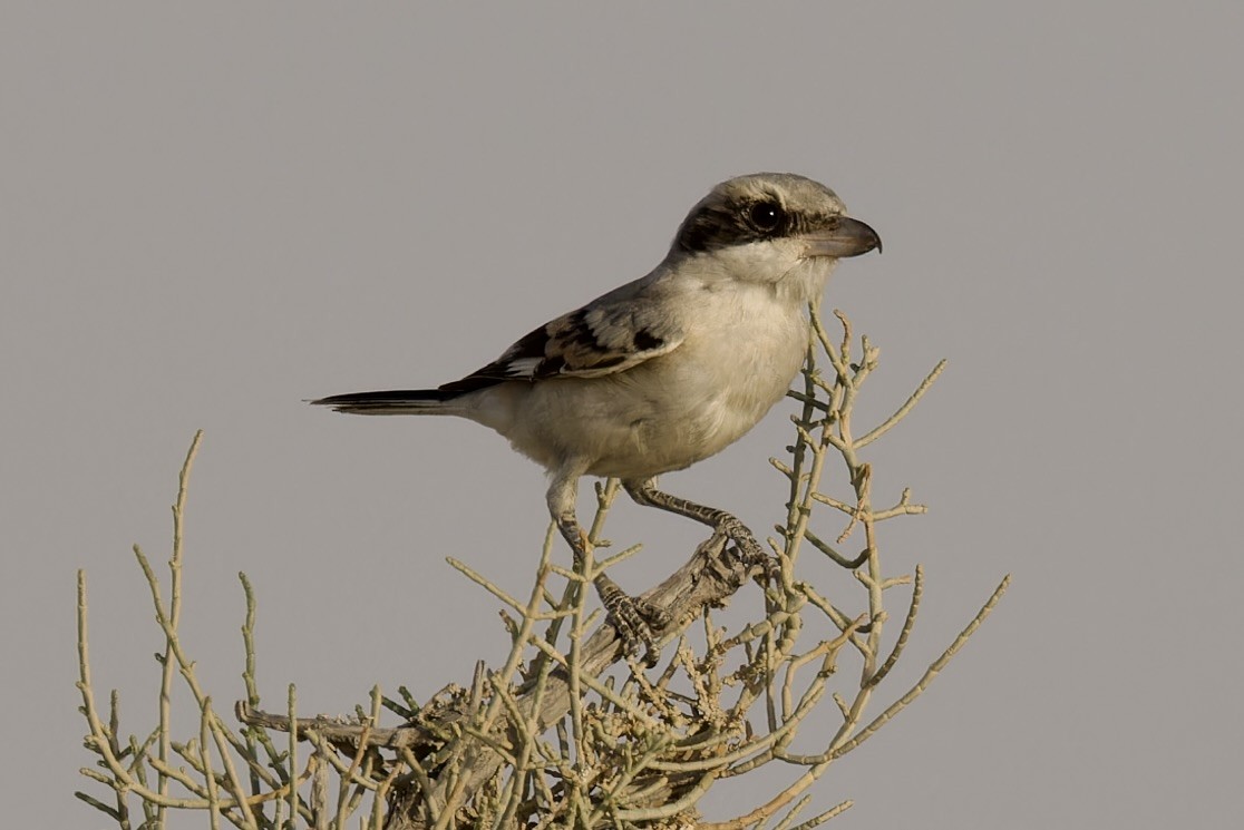 Great Gray Shrike (Arabian) - ML585930251