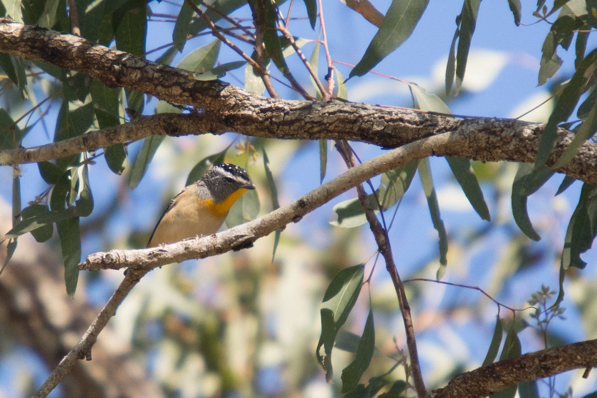 Spotted Pardalote - ML58593171