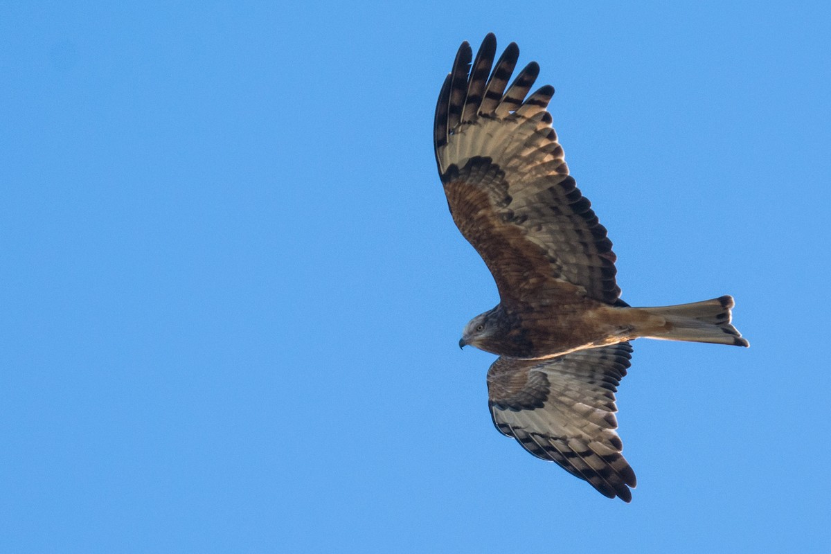 Square-tailed Kite - ML58593211