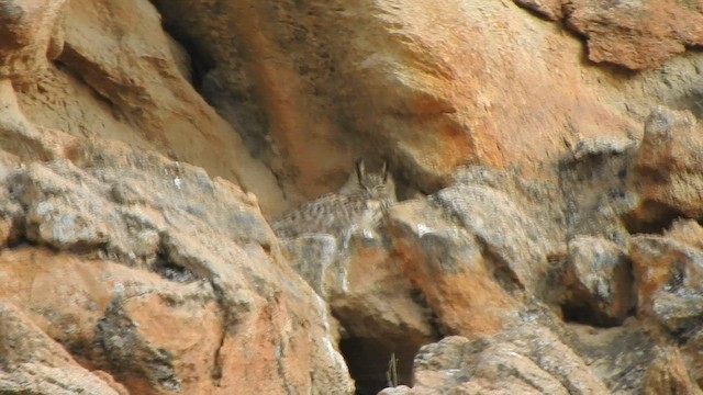 Eurasian Eagle-Owl - ML585934031