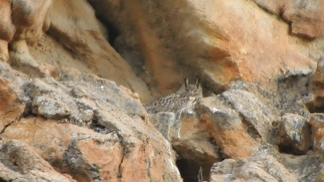 Eurasian Eagle-Owl - ML585934051