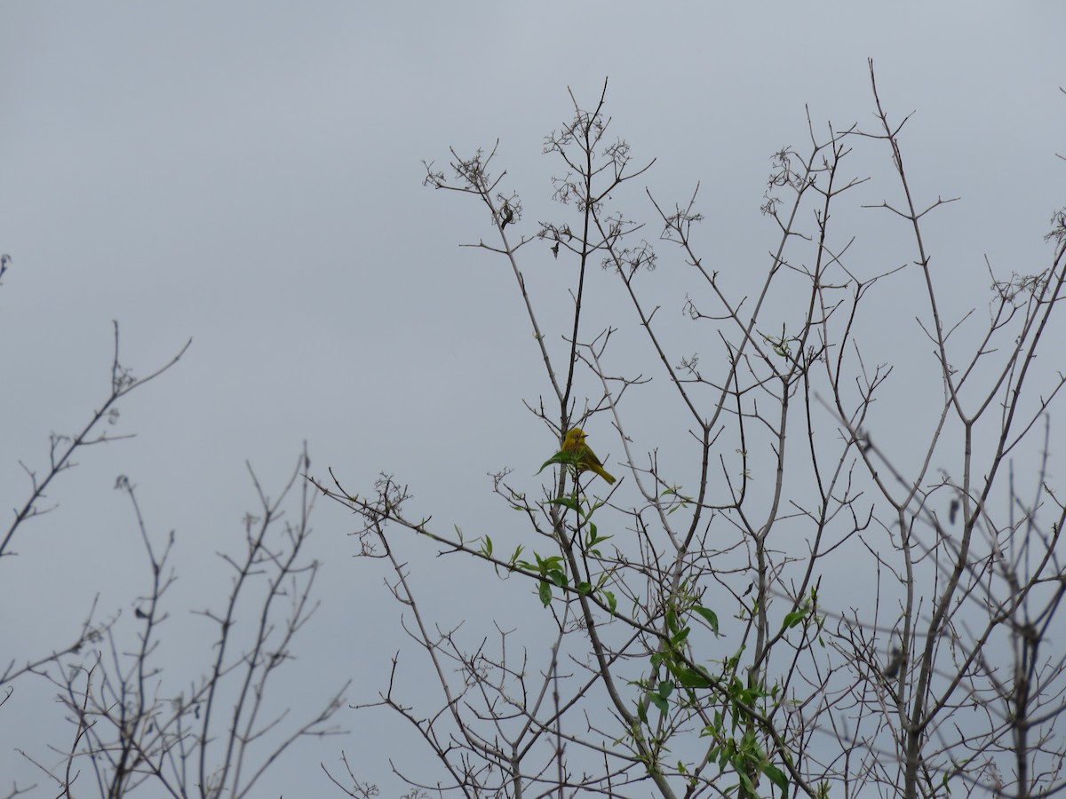 Yellow Warbler - ML58593561