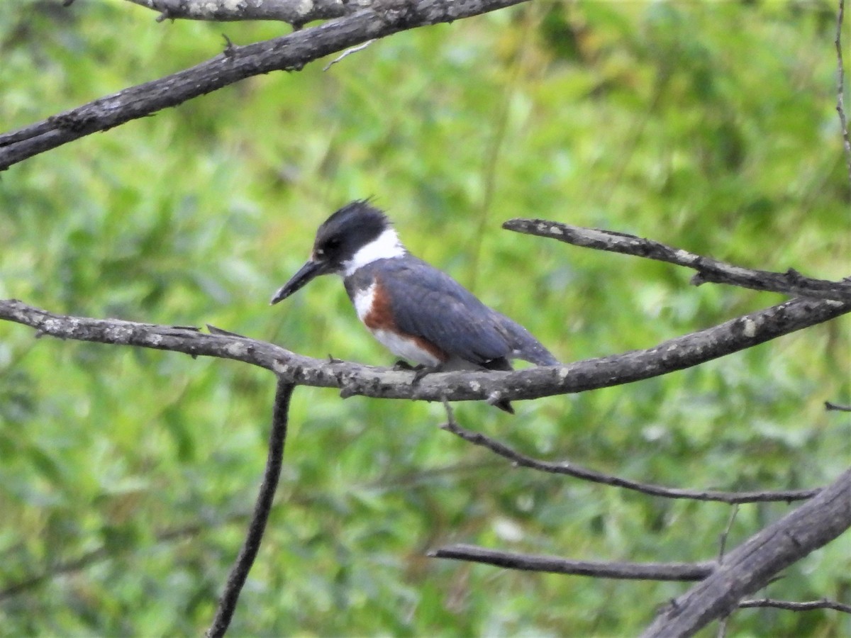 Belted Kingfisher - ML585936981