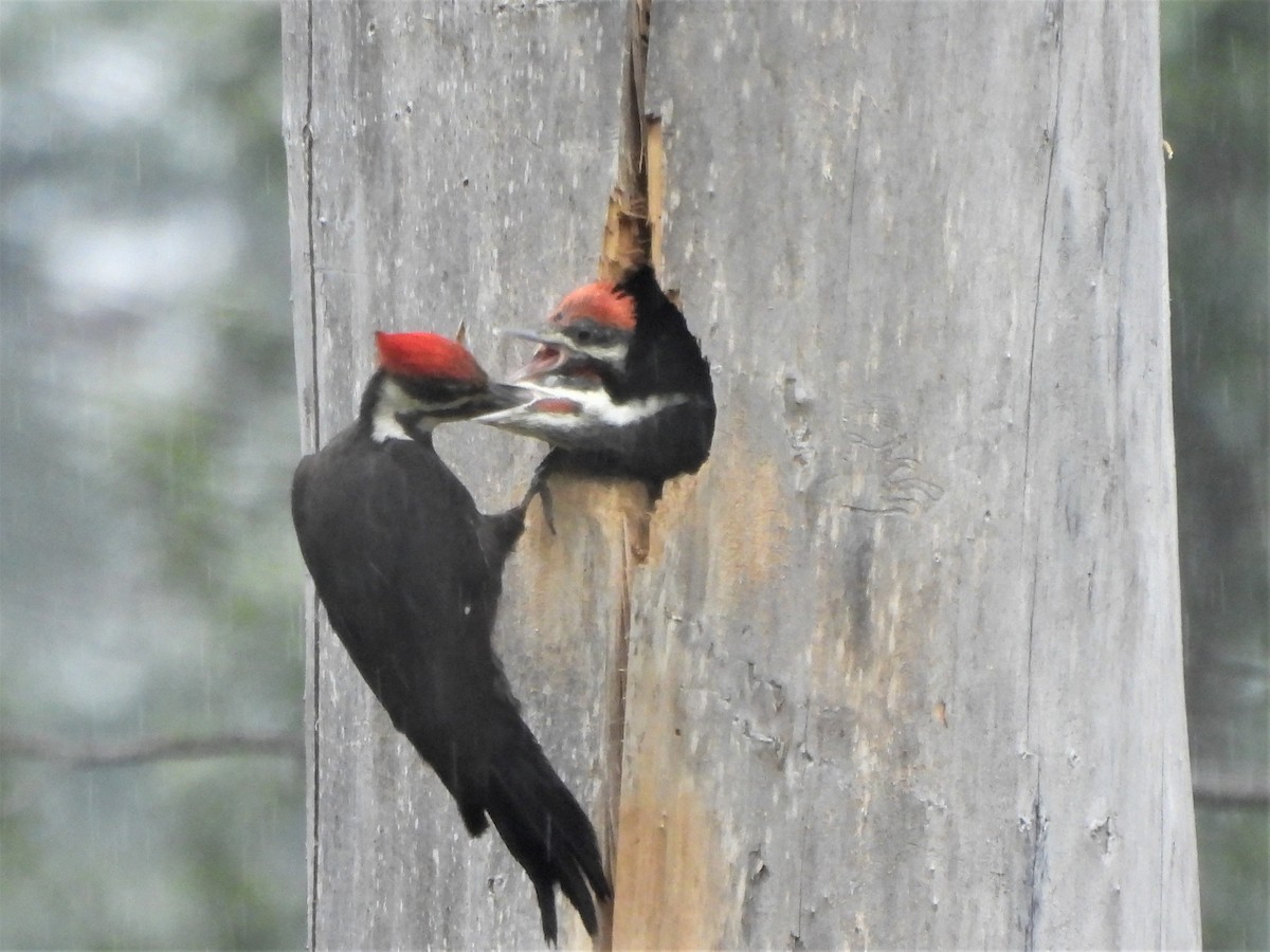 Pileated Woodpecker - ML585937101