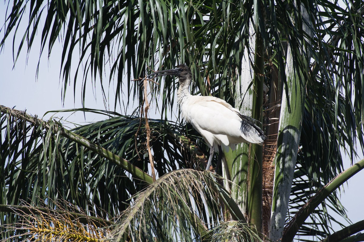 ibis australský - ML58593731