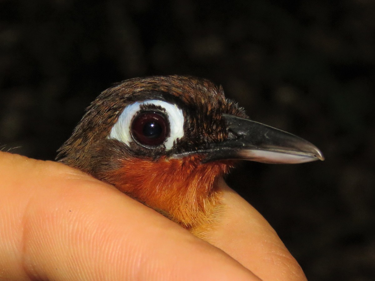 Rufous-throated Antbird - ML585939821
