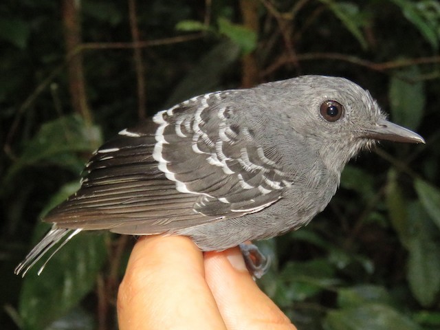 Xingu Scale-backed Antbird - eBird