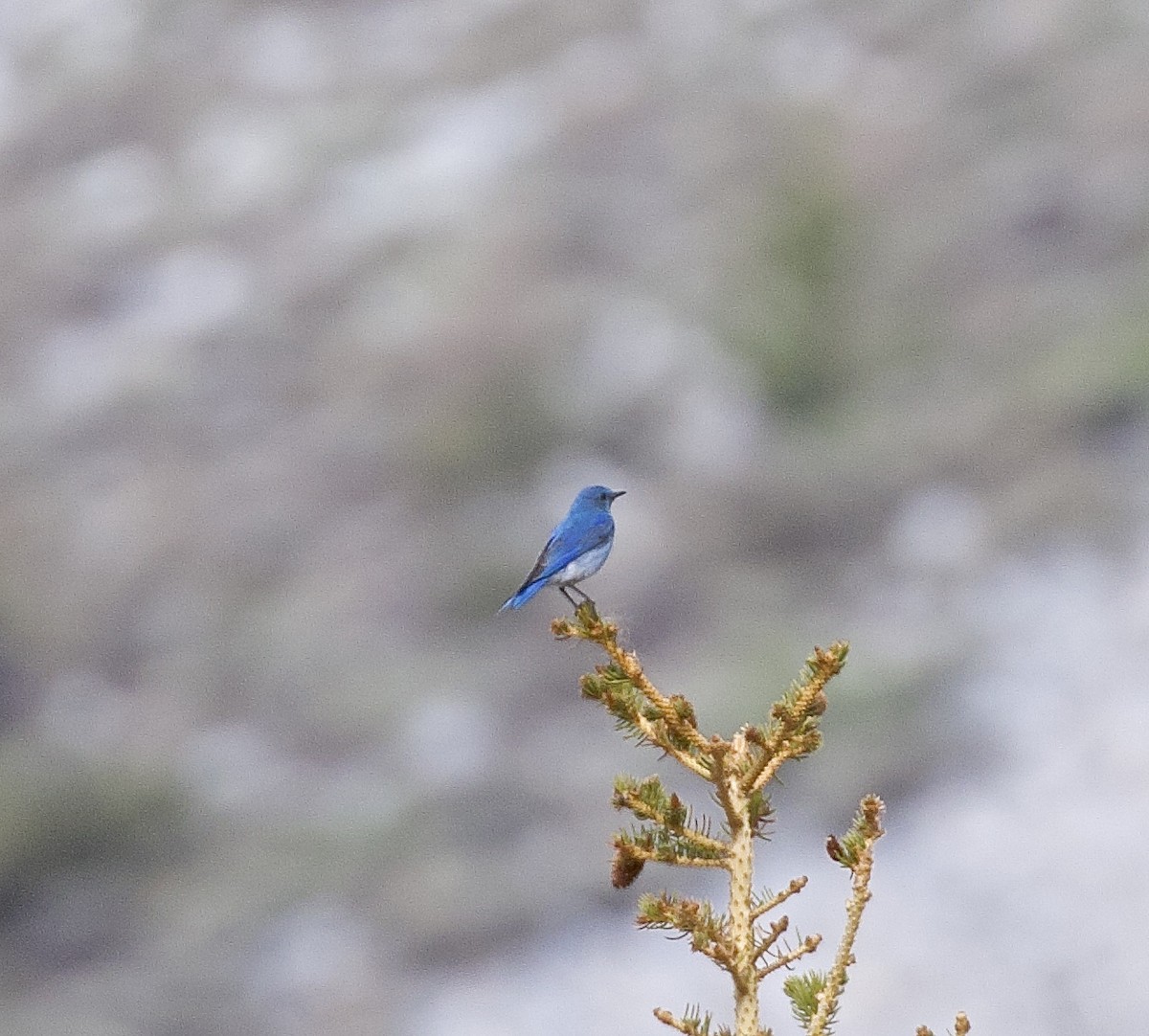 Mountain Bluebird - ML585943121