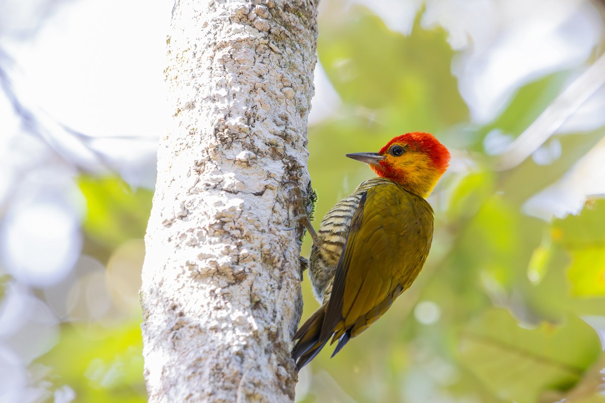 Yellow-throated Woodpecker - ML585947441