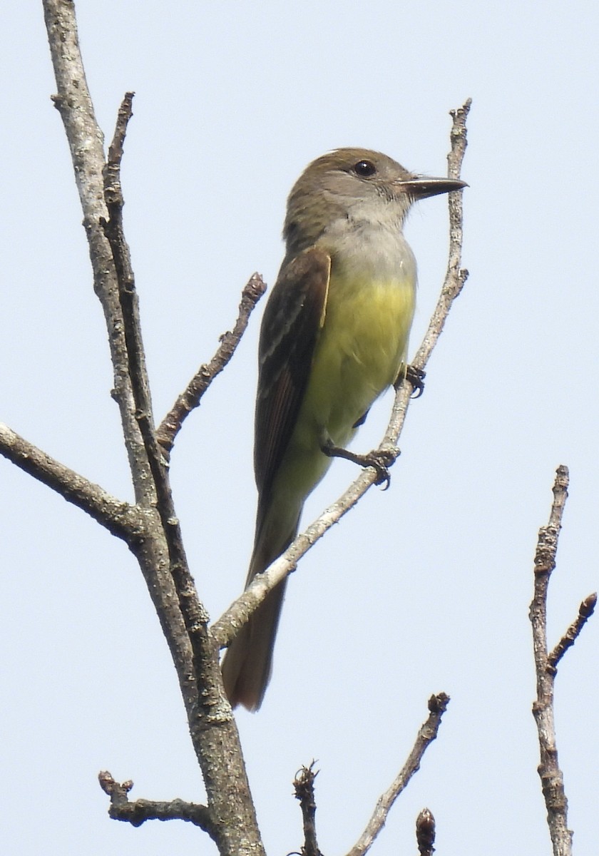 Great Crested Flycatcher - ML585949961