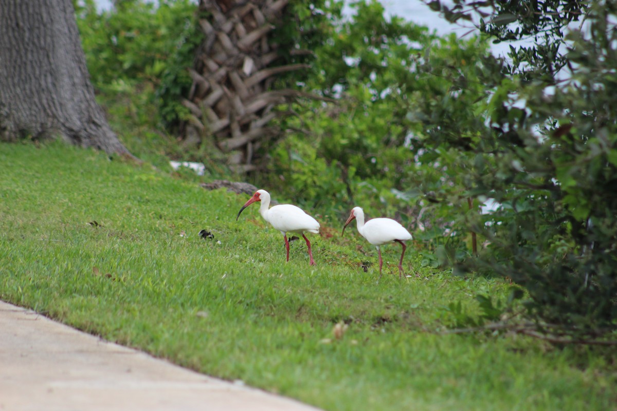 ibis bílý - ML585950421