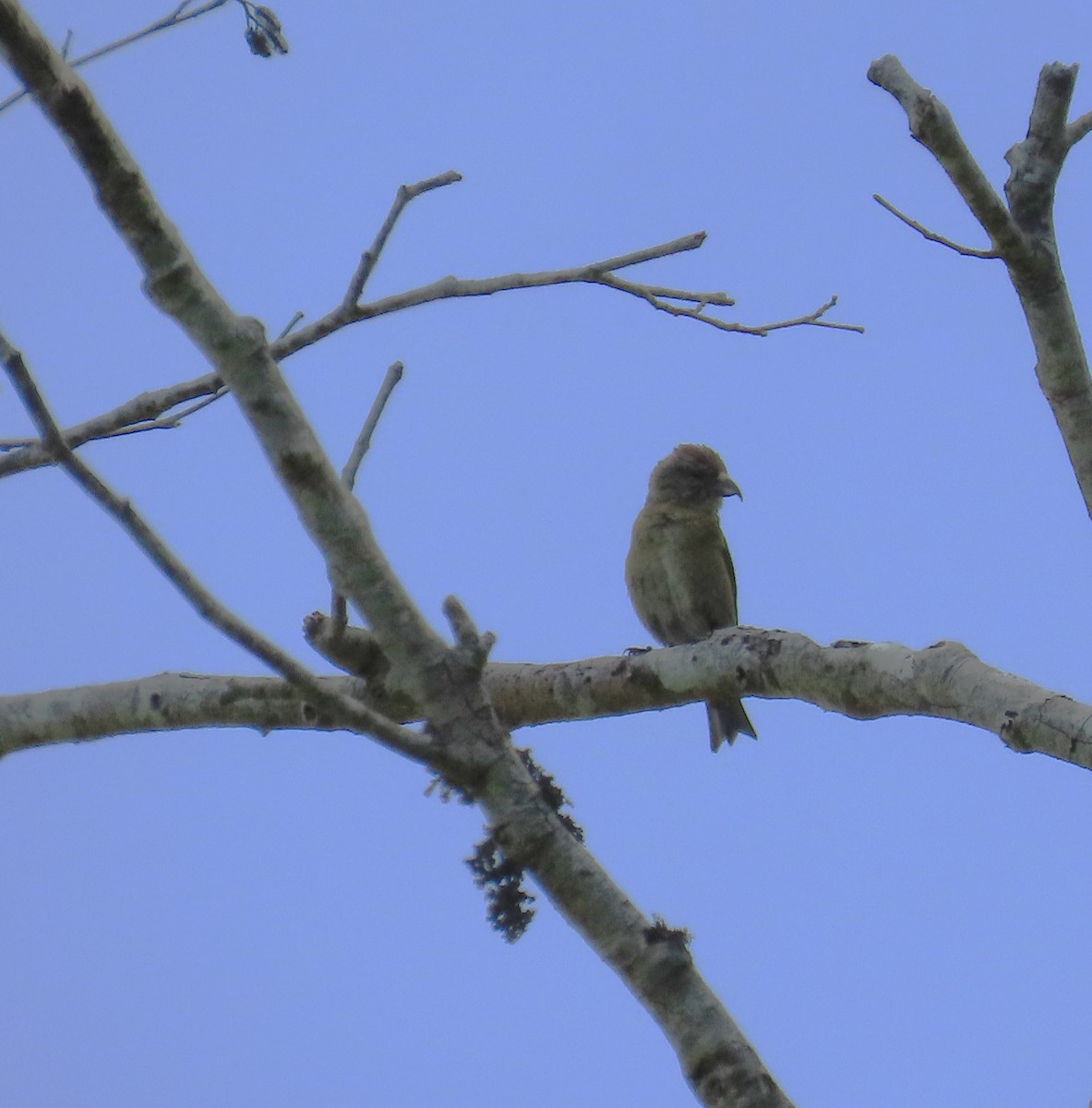Red Crossbill (Sitka Spruce or type 10) - ML585953841