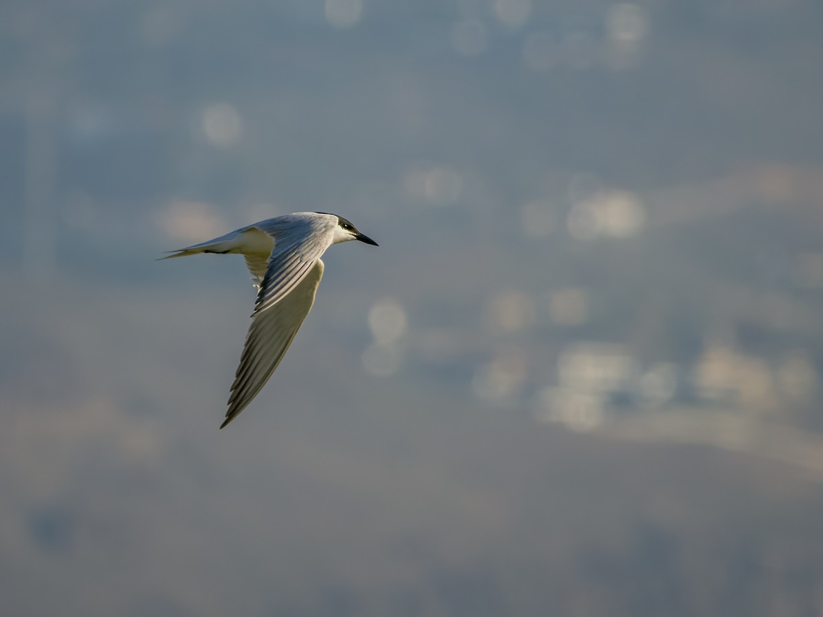 Gull-billed Tern - J. Marcos Benito