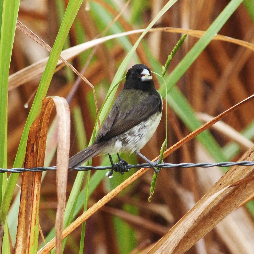 Yellow-bellied Seedeater - ML585956371