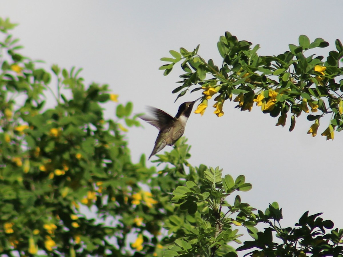 Black-chinned Hummingbird - ML585956411