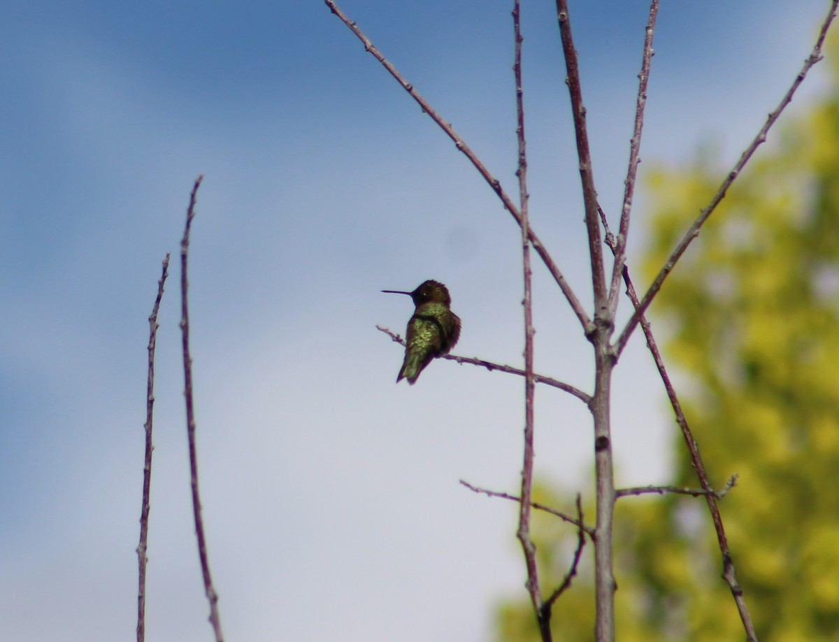 Black-chinned Hummingbird - ML585956441