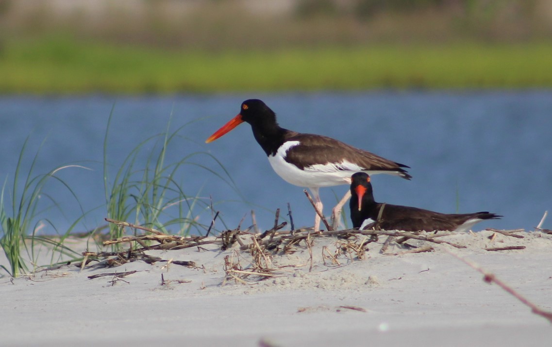 ebird-checklist-18-jun-2023-seabrook-island-north-beach-20-species