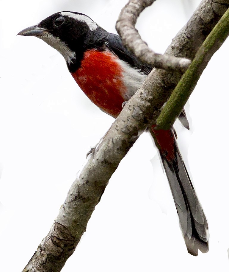Red-breasted Chat - ML58595741
