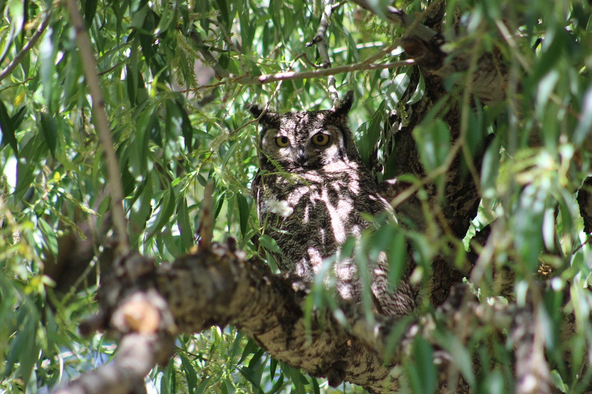 Great Horned Owl - ML585957791