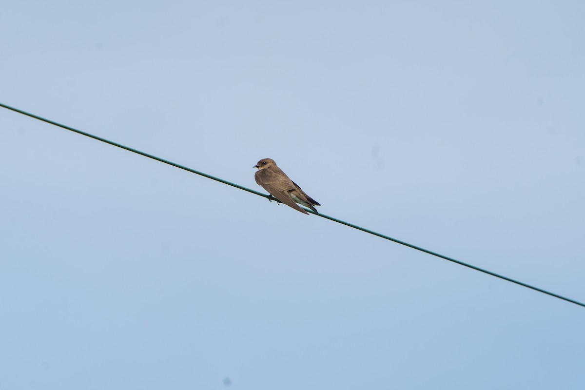 Northern Rough-winged Swallow - ML585961501