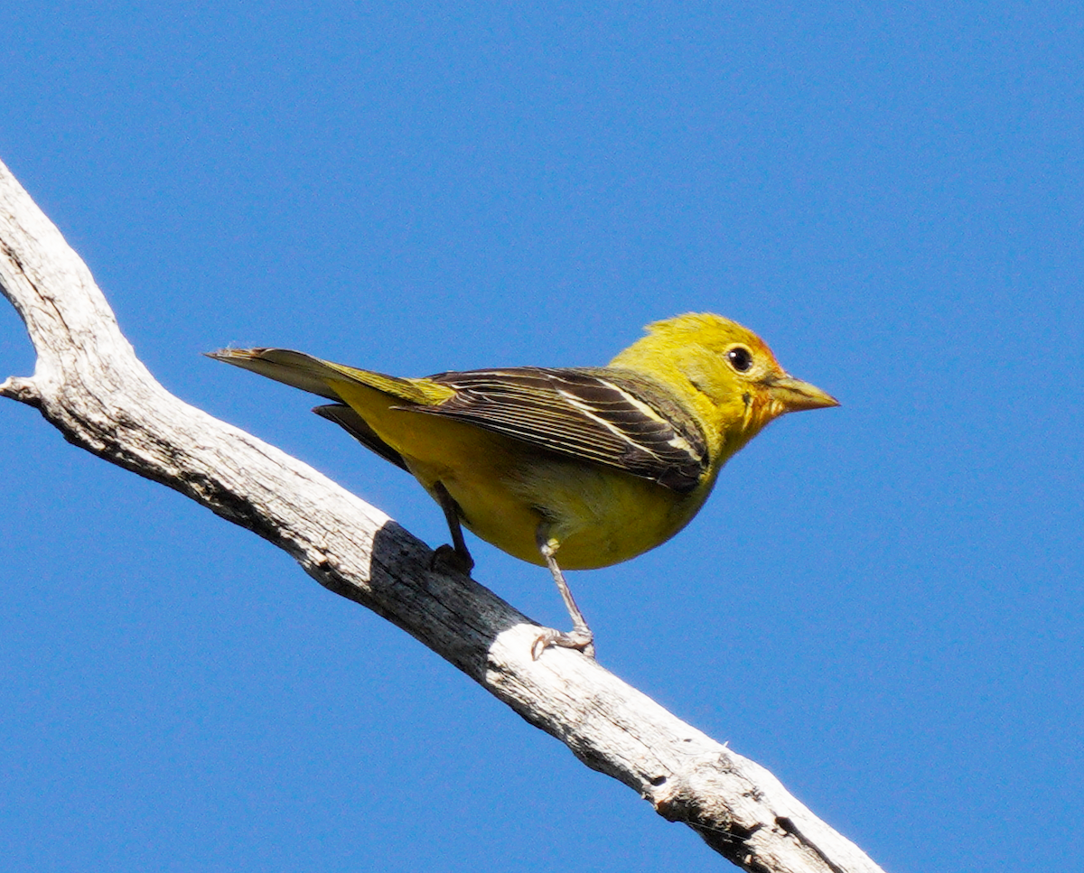 Western Tanager - ML585964361