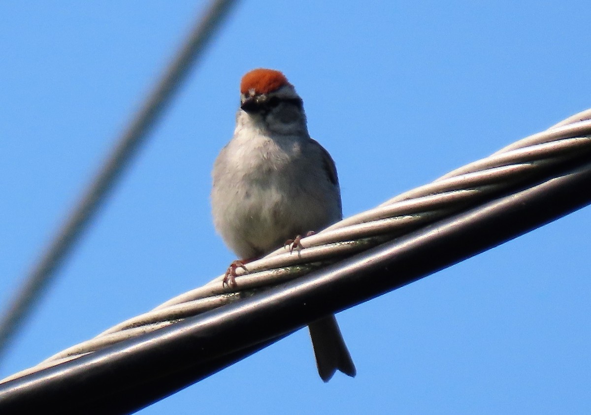Chipping Sparrow - ML585965251