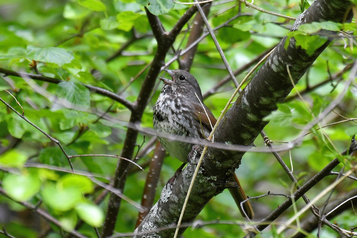 Fox Sparrow (Slate-colored) - ML585965401
