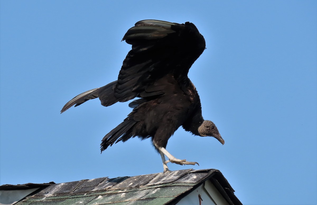 Black Vulture - ML585965771