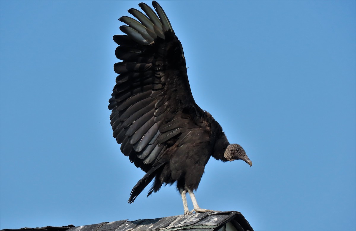 Black Vulture - ML585965871