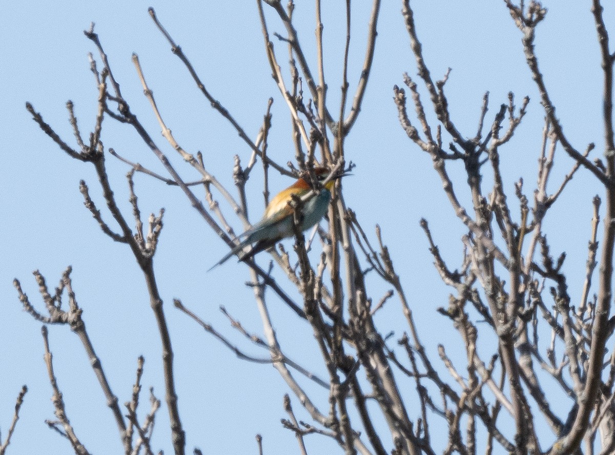 European Bee-eater - ML585969161