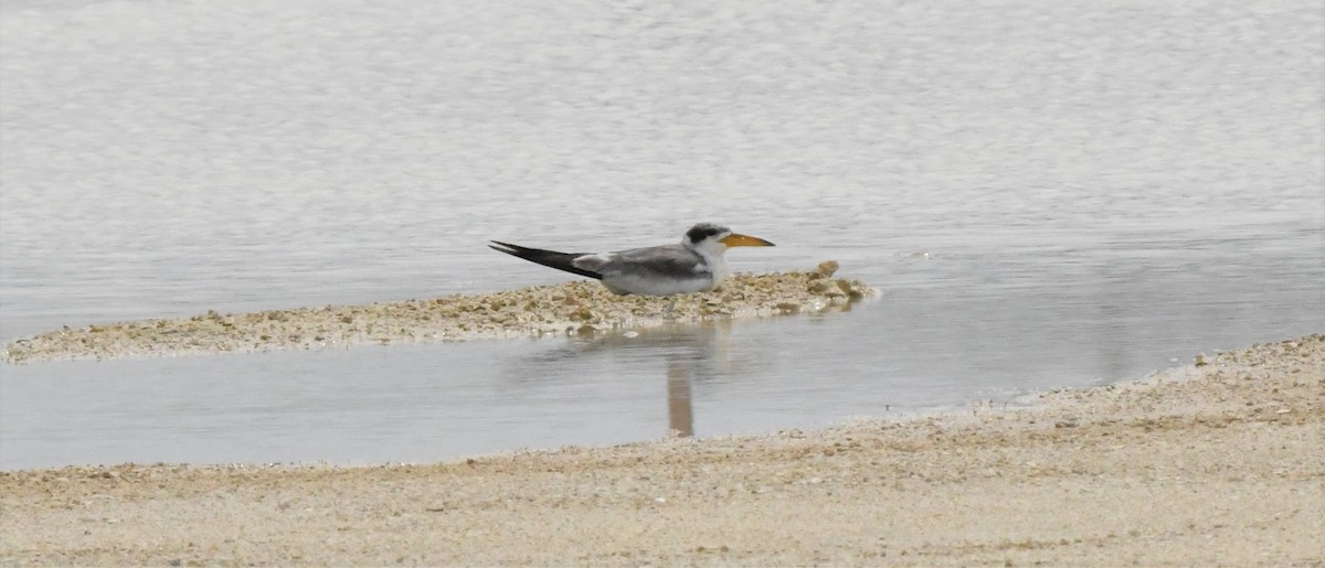 Large-billed Tern - ML585970201