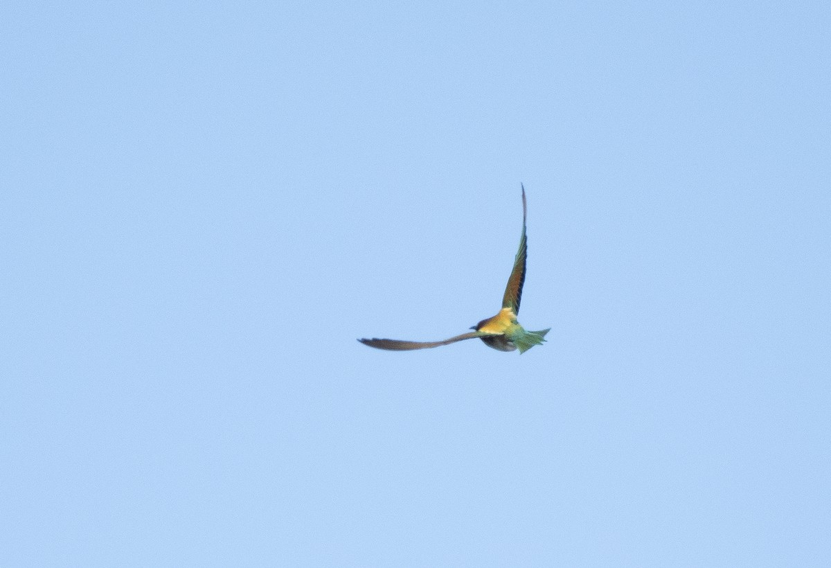 European Bee-eater - ML585970231