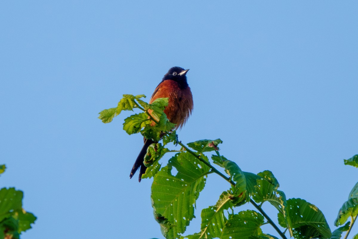 Orchard Oriole - ML585970621
