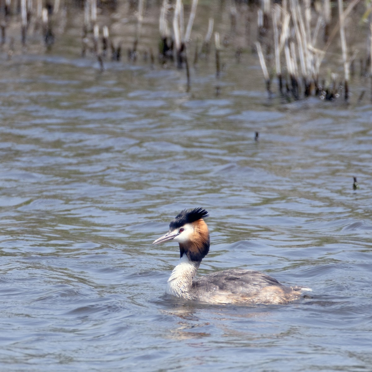 Great Crested Grebe - ML585970961