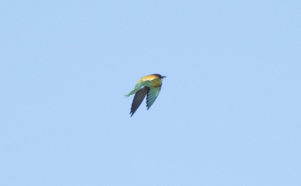 European Bee-eater - ML585972581