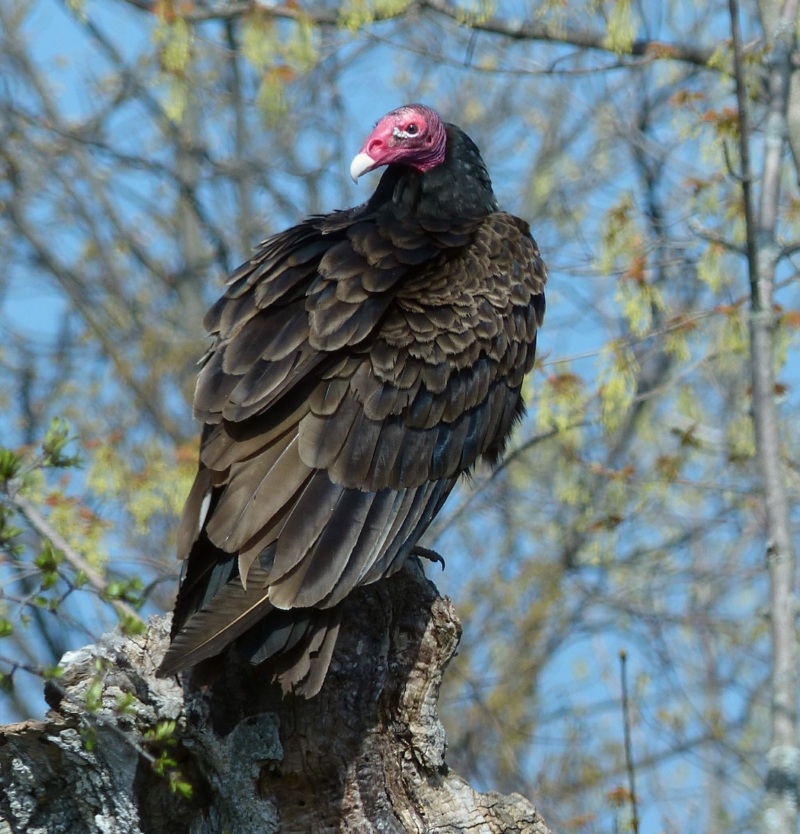 Turkey Vulture - Alain Sylvain